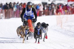Lenk 2013